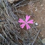 Silene stockenii Fiore