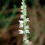 Goodyera repens Прочее