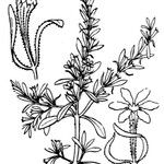 Lythrum tribracteatum 其他