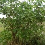 Jatropha curcas Habitus