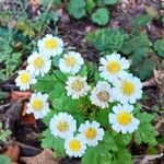 Tanacetum partheniumFlower