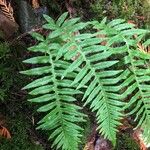 Polypodium glycyrrhiza Blad