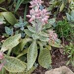 Kalanchoe gastonis-bonnieri Habitus