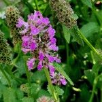 Stachys officinalis Квітка