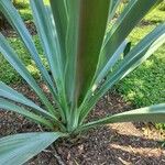 Beschorneria yuccoides Hábito