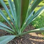 Beschorneria yuccoides Habit