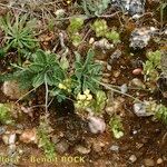 Biscutella sempervirens 整株植物