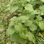 Urtica morifolia Leaf