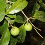 Calophyllum brasiliense Vrucht