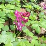 Corydalis cava Цвят