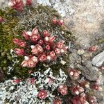 Sedum andegavense 形態