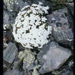Phlox pulvinata Fula