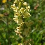 Pedicularis ascendens Flower