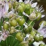 Allium tuberosum Φρούτο