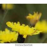 Pilosella lactucella फूल