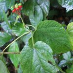 Clerodendrum buchananii Hábito
