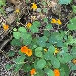 Tropaeolum minus Habit