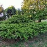 Juniperus horizontalis Habitus