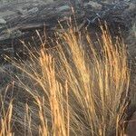 Heteropogon contortus Hábito