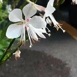 Oenothera lindheimeri Květ