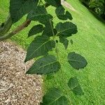 Acer davidii Leaf