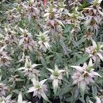 Monarda punctata Staniste