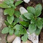 Pachysandra terminalis Leaf