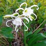 Hymenocallis liriosme Kvet