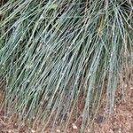 Festuca glauca Feuille