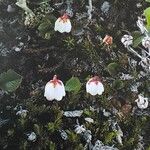 Harrimanella hypnoides Hábito