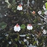 Cassiope hypnoides موطن