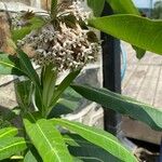 Asclepias syriacaফুল