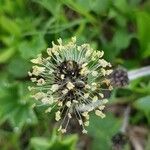 Plantago atrata Flower