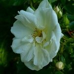 Rosa arvensis Kwiat