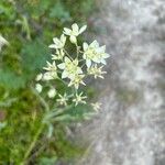 Anticlea elegans Blüte