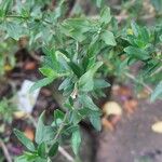 Salvia microphylla Leaf