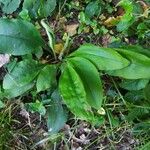 Cynoglossum virginianum Hostoa