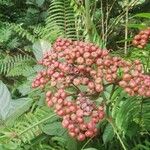 Leea guineensis फल