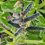 Lupinus nootkatensis Plod