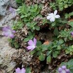 Primula allionii Habit