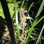 Lomandra longifolia Hoja