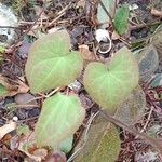 Epimedium alpinum Leaf