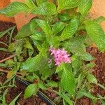 Pentas lanceolataКветка