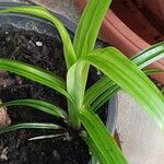 Cyperus esculentus Листок