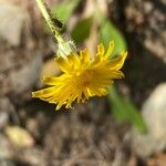 Sonchus bulbosus Kvet