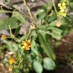 Asclepias curassavica Цветок