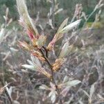 Salix daphnoides Folha