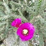 Cylindropuntia imbricata Flower