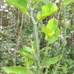 Euphorbia tithymaloides Blatt