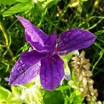 Salvia viridis Květ